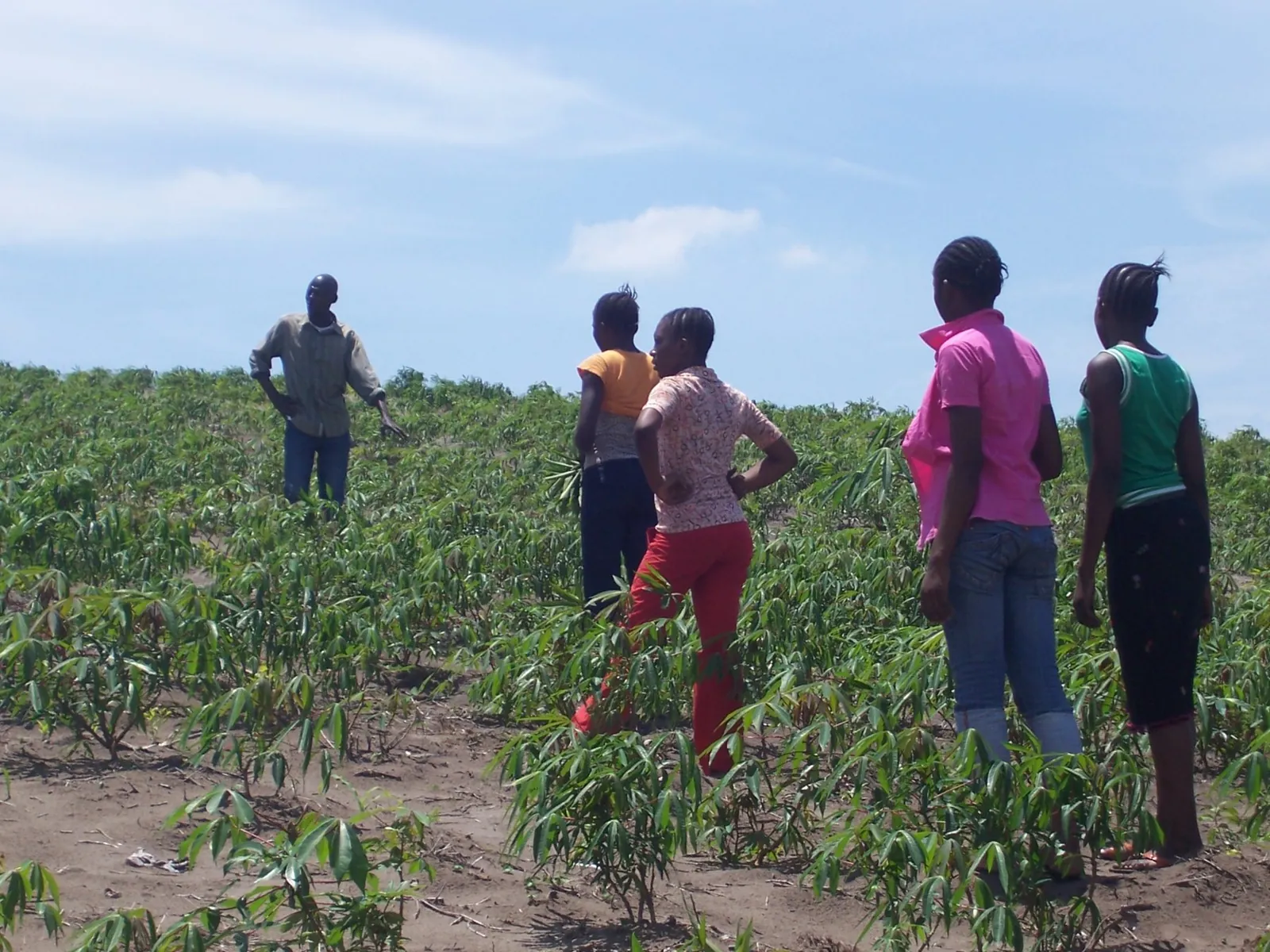 agriculture
